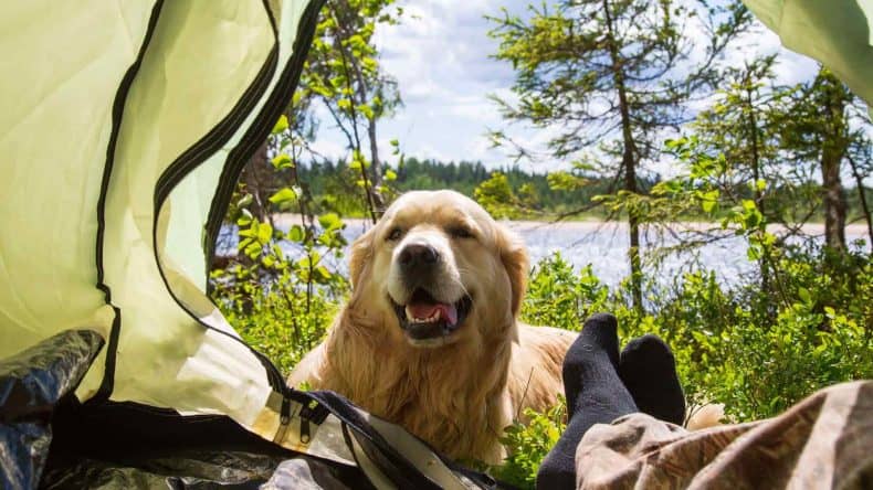 TUI Camping mit Hund