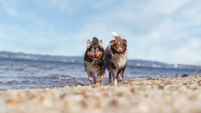 Zwei Hunde , die nebeneinander am Strand laufen, Ostsee, Urlaub mit Hund