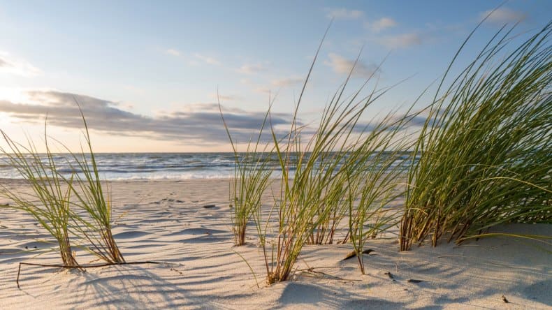 Sandstrand, Schilfgras und Meer, Ostsee, Deutschland, Urlaub mit Hund