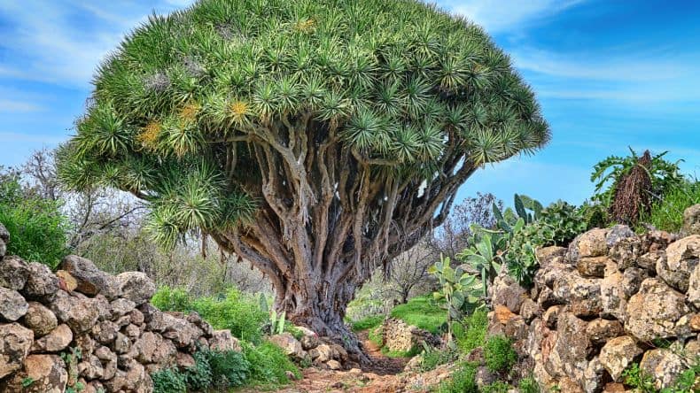 La Palma Sehenswürdigkeiten: Las Tricias