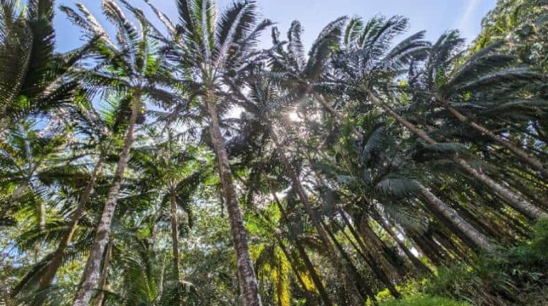 Blick in ein Palmendach