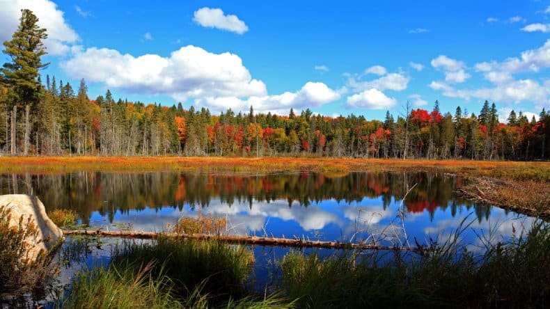 See, bunte Wälder, Indian Summer, Algonquin Provincialpark, Ontario, Kanada