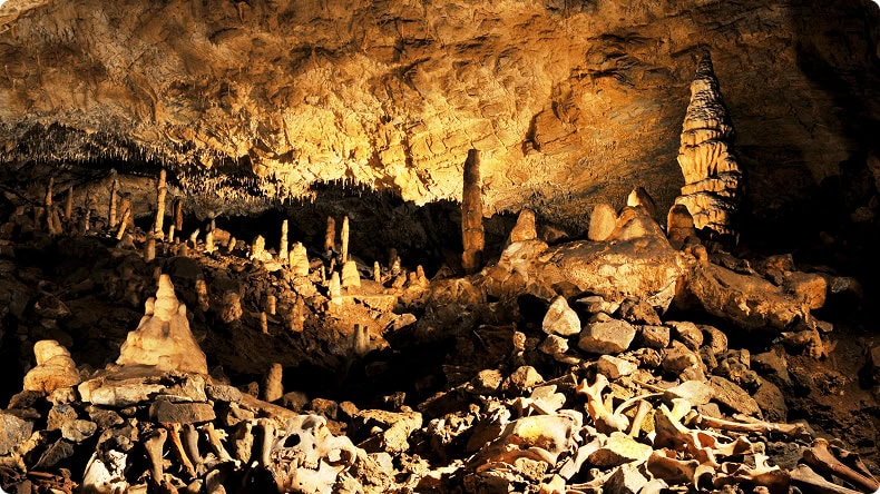 Höhlenbär Knochen, Bärenhöhle, Baden-Württemberg
