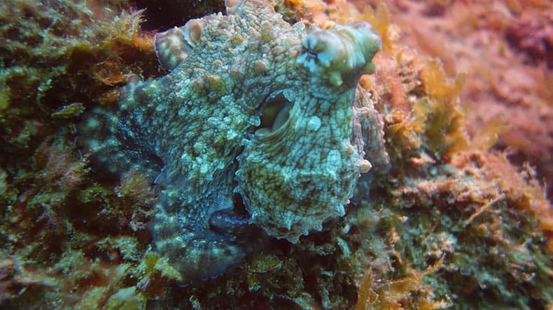 Octopus in Steinfarbe, entdeckt beim Tauchen