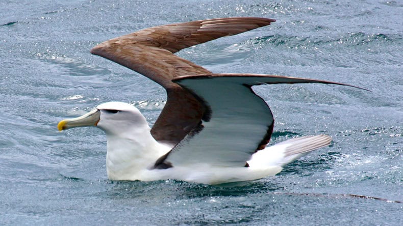 Vogel Albatros