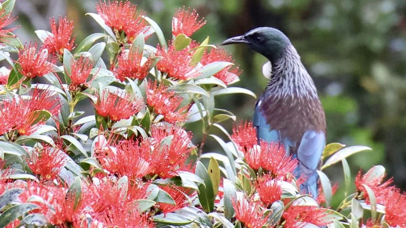 Heimischer Vogel in Neuseeland: der Tui