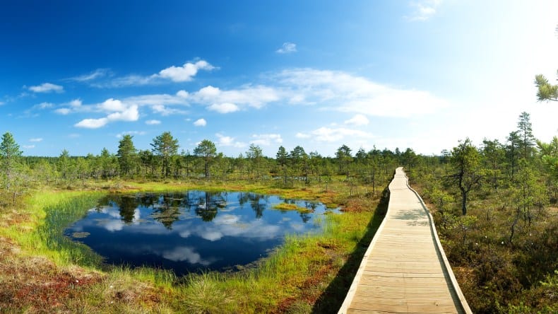 Waldlandschaft - fast die Hälfte Estlands ist mit Wald bedeckt.