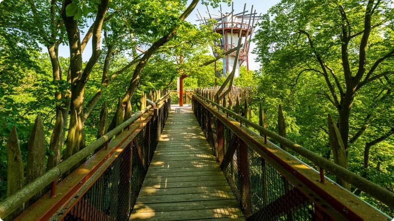 Baumwipfelpfad Pommern