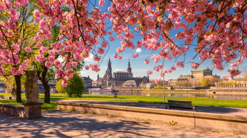 Dresden, Magnolienbaum, Stadt, Fluss