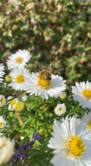 Biene auf einer Blume