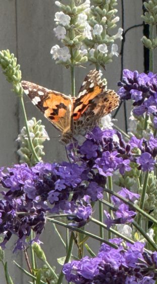 Schmetterling auf einer Blume