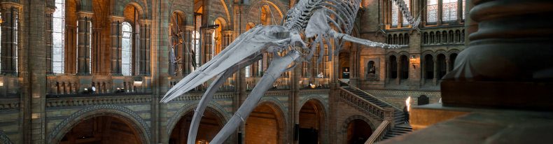 Nationa History Museum