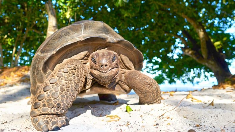 Eine Riesenschildkröte am Strand von La Digue