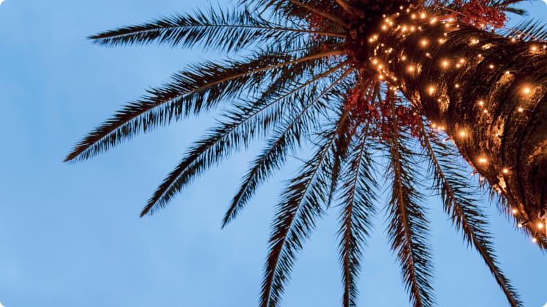 Palme mit Weihnachtsbeleuchtung