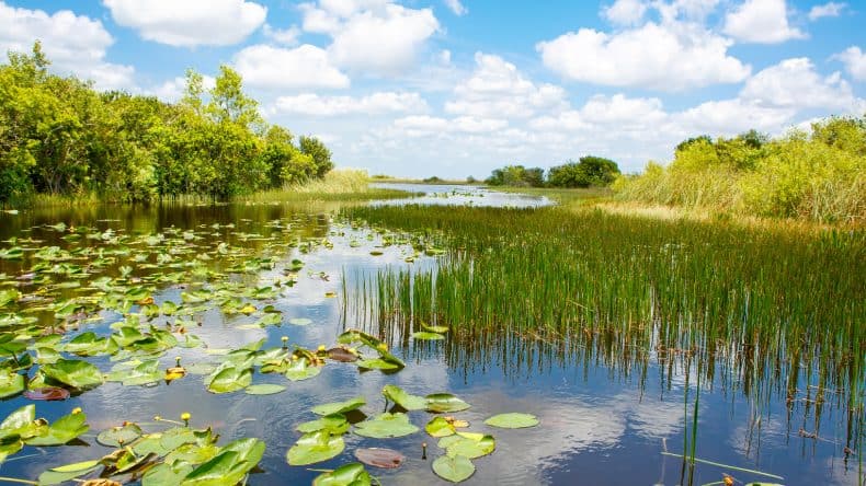 Blick auf die Everglades, Florida
