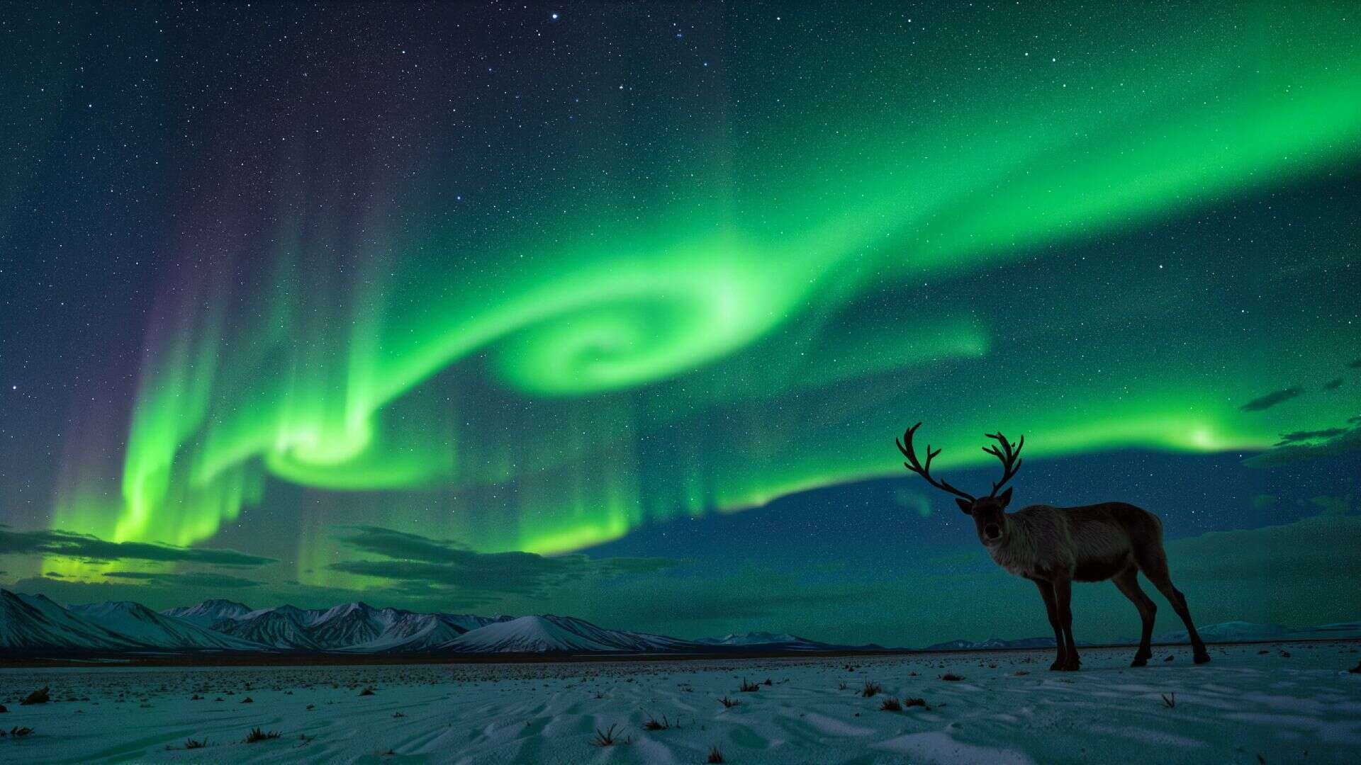 Ein Rentier in einer verschneiten Landschaft, am dunklen Himmel Sterne und grüne Polarlichter, im Hintergrund Berge, Lappland