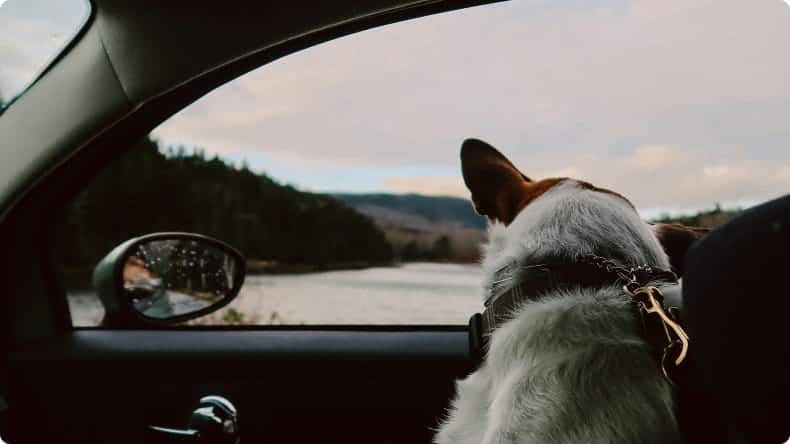 Hund schaut aus dem Autofenster
