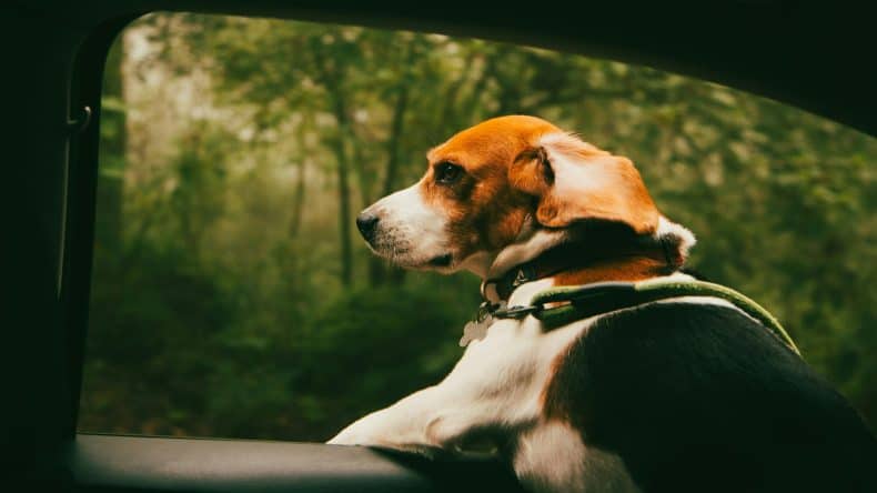 Hund schaut aus Autofenster