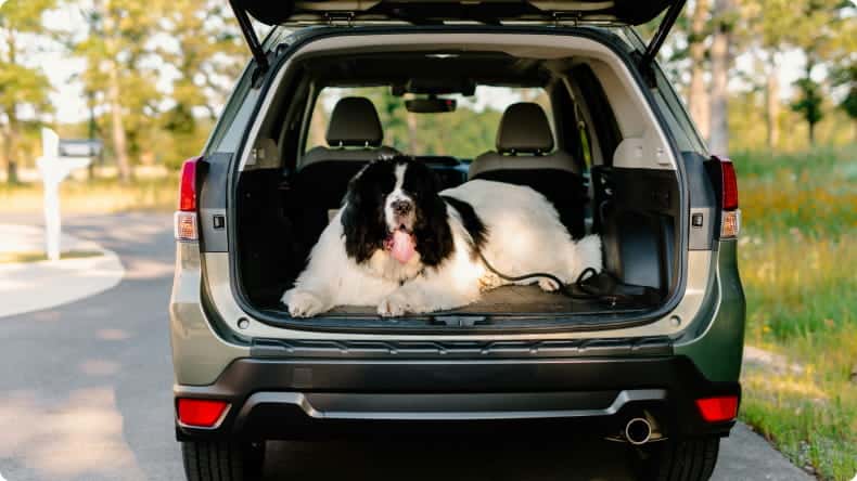 Hund im offenen Kofferraum