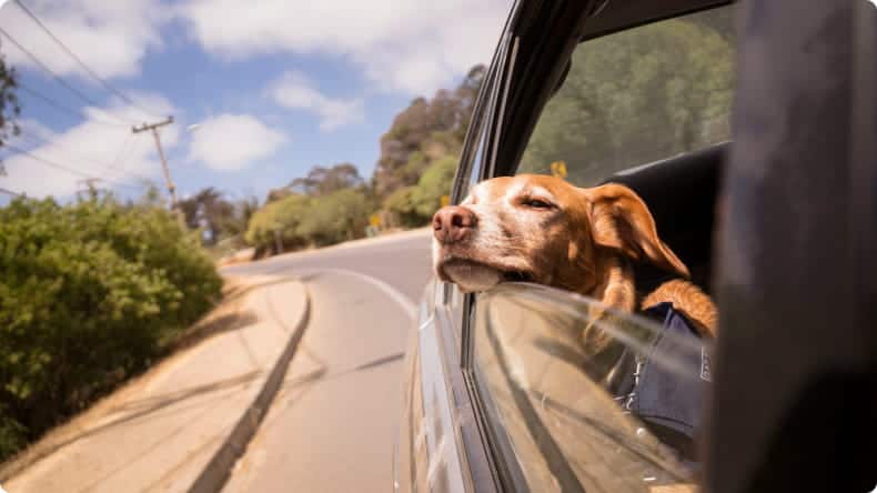 Hund fährt im Auto mit offenem Fenster