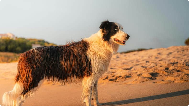 Hund am Sandstrand