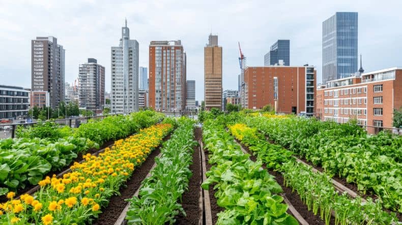 Blick auf die größte Rooftop Farm Europas, Hochhäuser im Hintergrund