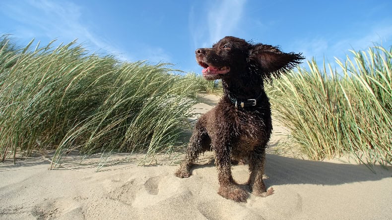 Hund am Strand