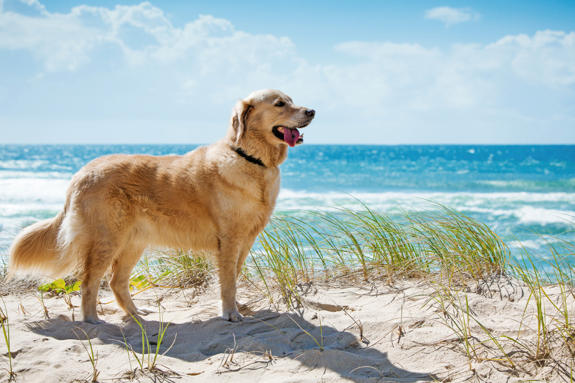 Urlaub mit Hund » Hundefreundliche Hotels | TUI.com