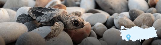 Baby-Meeresschildkröten am Olympos Beach im Naturpark Beydaglari